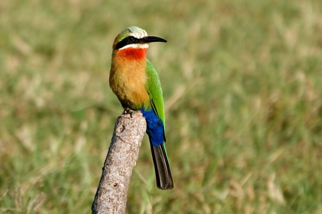 Weißstirn-Bienenfresser (Merops bullockoides) sitzt auf einem Ast im South Luangwa Nationalpark.