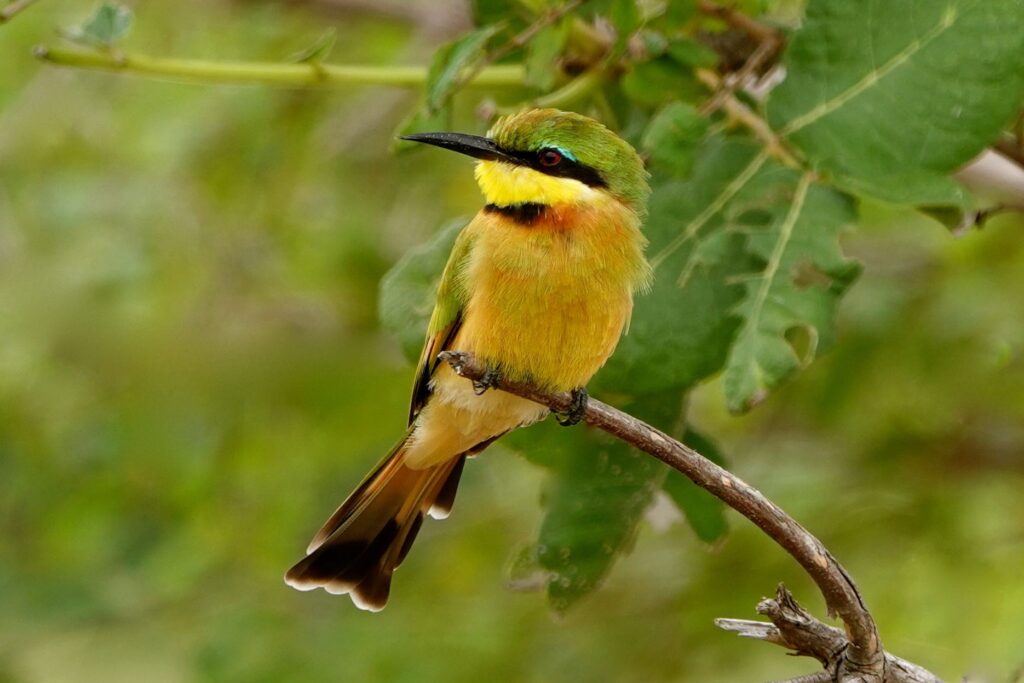 werg-Bienenfresser (Merops pusillus) sitzt auf einem Ast im South Luangwa Nationalpark, umgeben von grünem Laub.