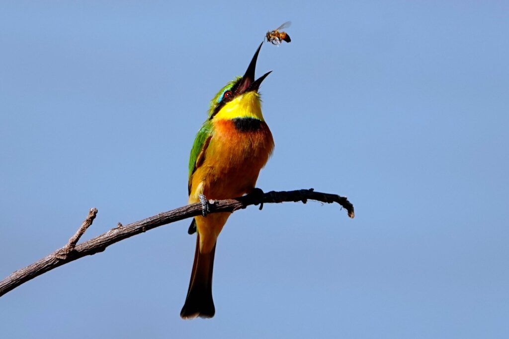 Zwerg-Bienenfresser (Merops pusillus) beim Fressen einer Biene im South Luangwa Nationalpark, auf einem Ast sitzend.