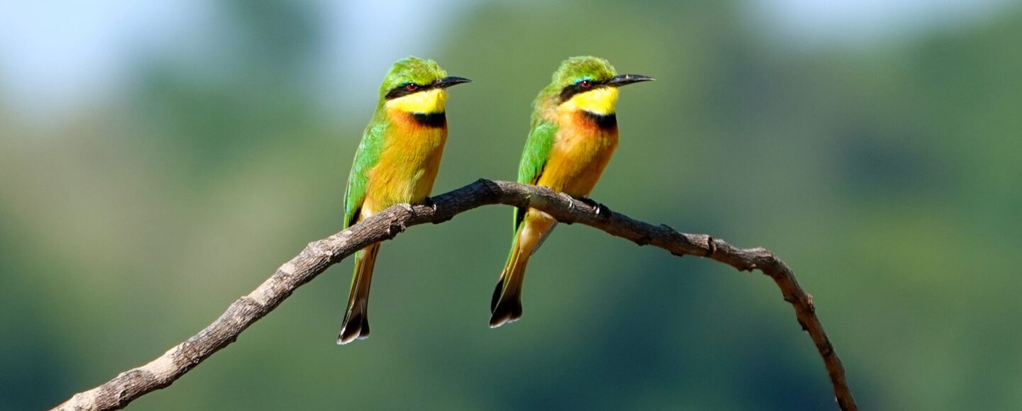 Zwei Zwerg-Bienenfresser (Merops pusillus) sitzen auf einem Ast im South Luangwa Nationalpark.