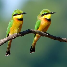 Zwei Zwerg-Bienenfresser (Merops pusillus) sitzen auf einem Ast im South Luangwa Nationalpark.