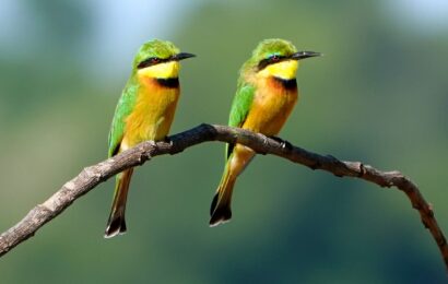 Zwei Zwerg-Bienenfresser (Merops pusillus) sitzen auf einem Ast im South Luangwa Nationalpark.