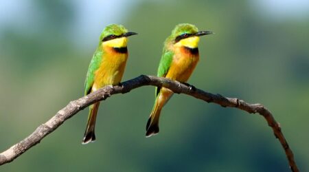 Zwei Zwerg-Bienenfresser (Merops pusillus) sitzen auf einem Ast im South Luangwa Nationalpark.