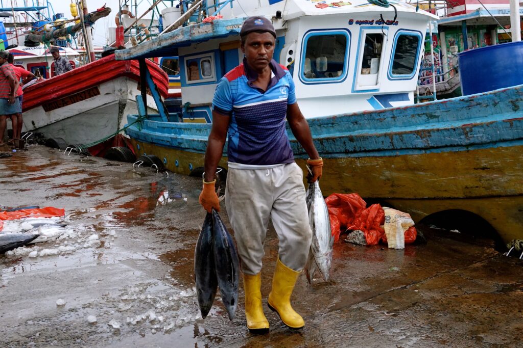 Fischer mit frisch gefangenen Thunfischen auf dem regennassen Fischmarkt Beruwala, im Hintergrund traditionelle Fischerboote am Hafen Sri Lankas