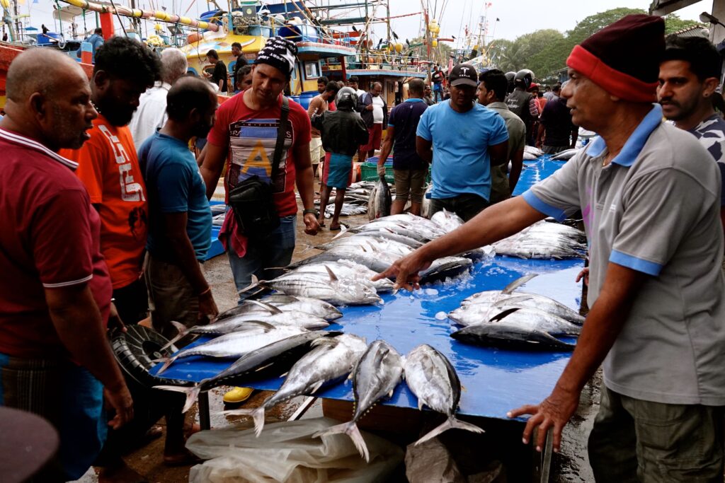 Händler und Käufer verhandeln über frische Thunfische auf blauer Verkaufsplatte am Fischmarkt Beruwala, mit bunten Fischerbooten und zahlreichen Menschen im Hintergrund