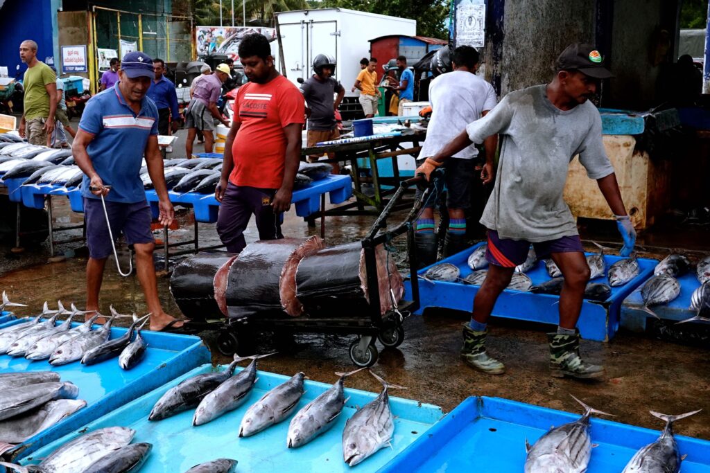 Händler und frischer Thunfisch auf blauen Platten am Fischmarkt Beruwala, mit großem aufgeschnittenem Fisch auf einem Transportwagen und vielen Marktständen im Hintergrund