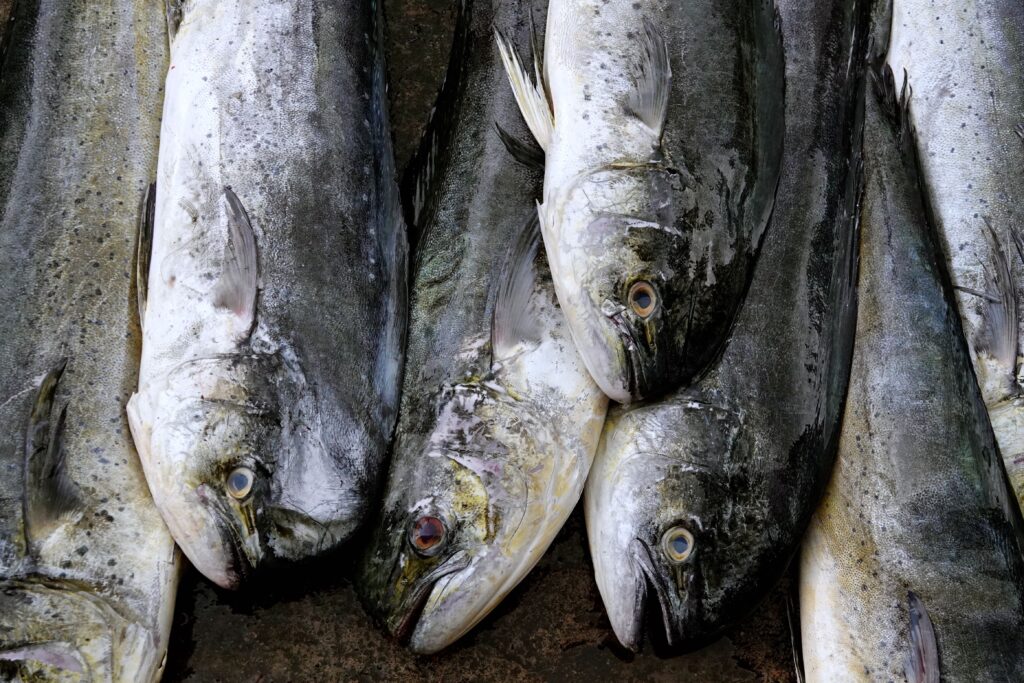 Nahaufnahme frisch gefangener Thunfische mit silbrigen Körpern und charakteristischen großen Augen auf dem Fischmarkt Beruwala, Sri Lanka