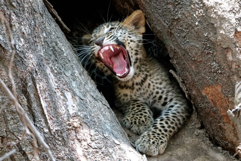Junger Leopard gähnt in Baumhöhle im South Luangwa Nationalpark