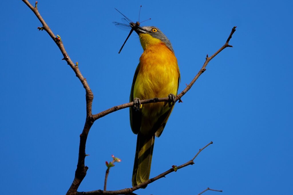 Graukopfwürger mit erbeuteter Libelle an den Victoriafällen in Sambia