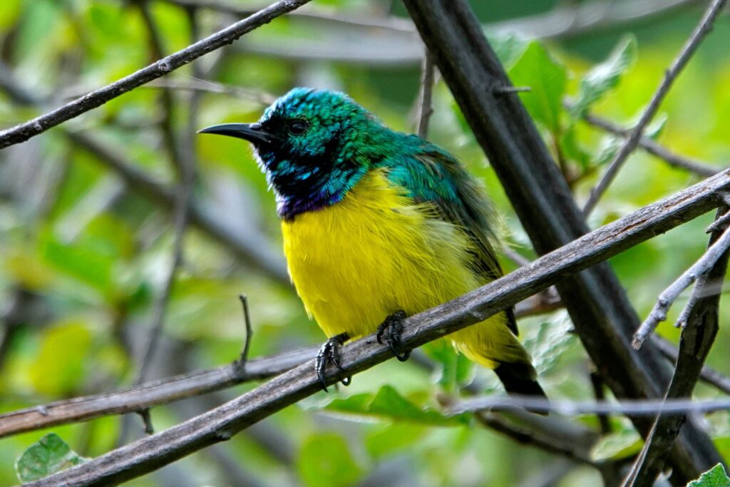 Halsband-Nektarvogel mit schillernd türkisgrünem Kopf an den Victoriafällen