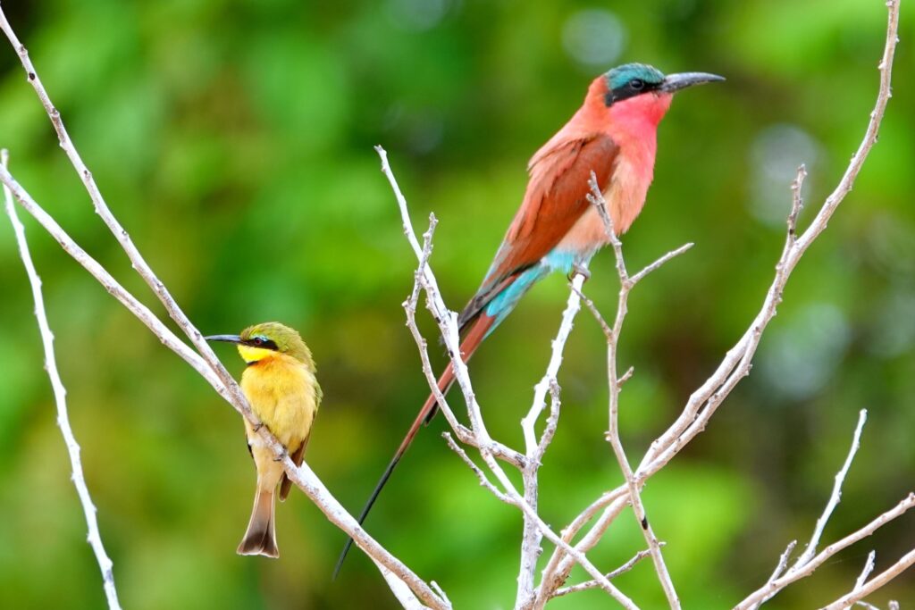 Karminspint und Zwerg-Bienenfresser nebeneinander auf Zweigen im South Luangwa Nationalpark Sambia,