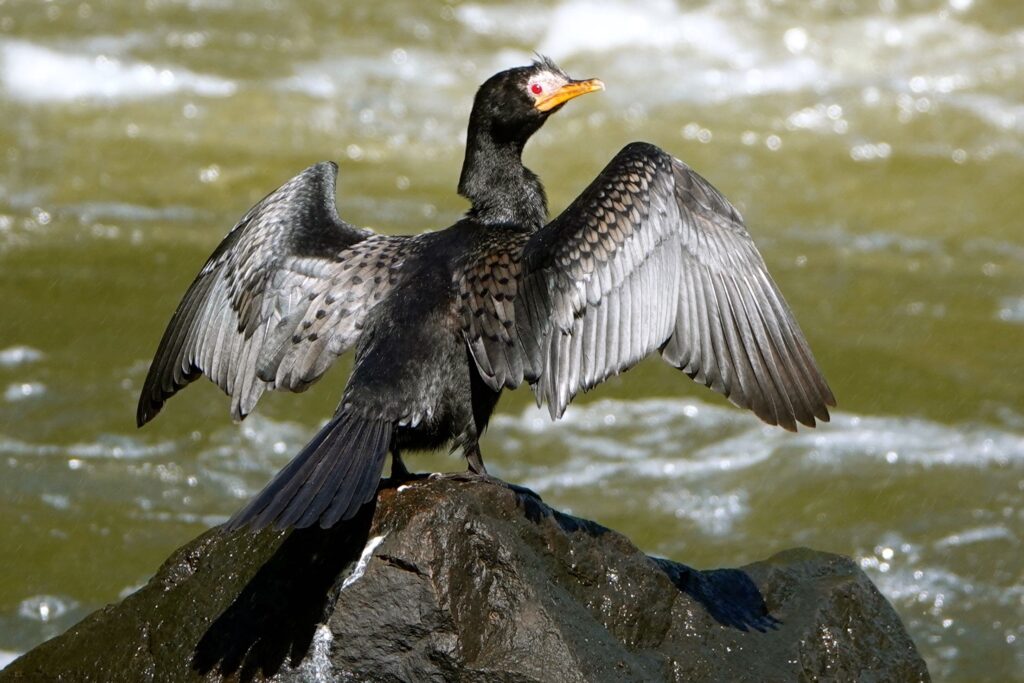 Kormoran mit ausgebreiteten Flügeln auf einem Felsen im Sambesi bei den Victoriafällen