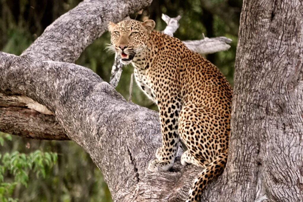 Leopard auf Baumast im South Luangwa Nationalpark Sambia.