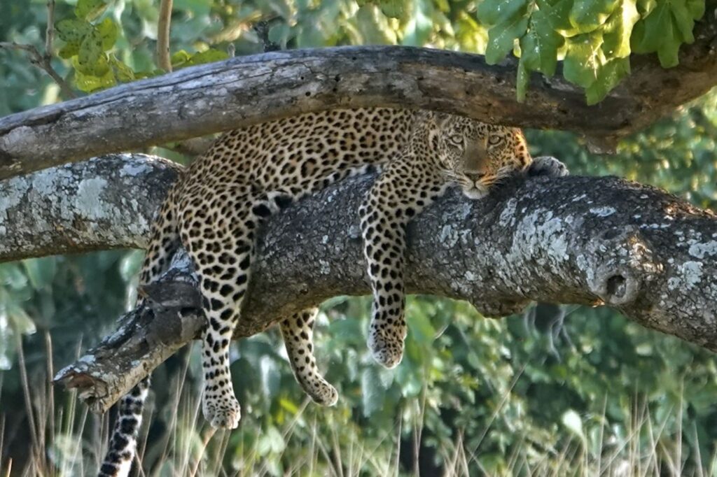 Ruhender Leopard entspannt auf Baumast im South Luangwa Nationalpark.