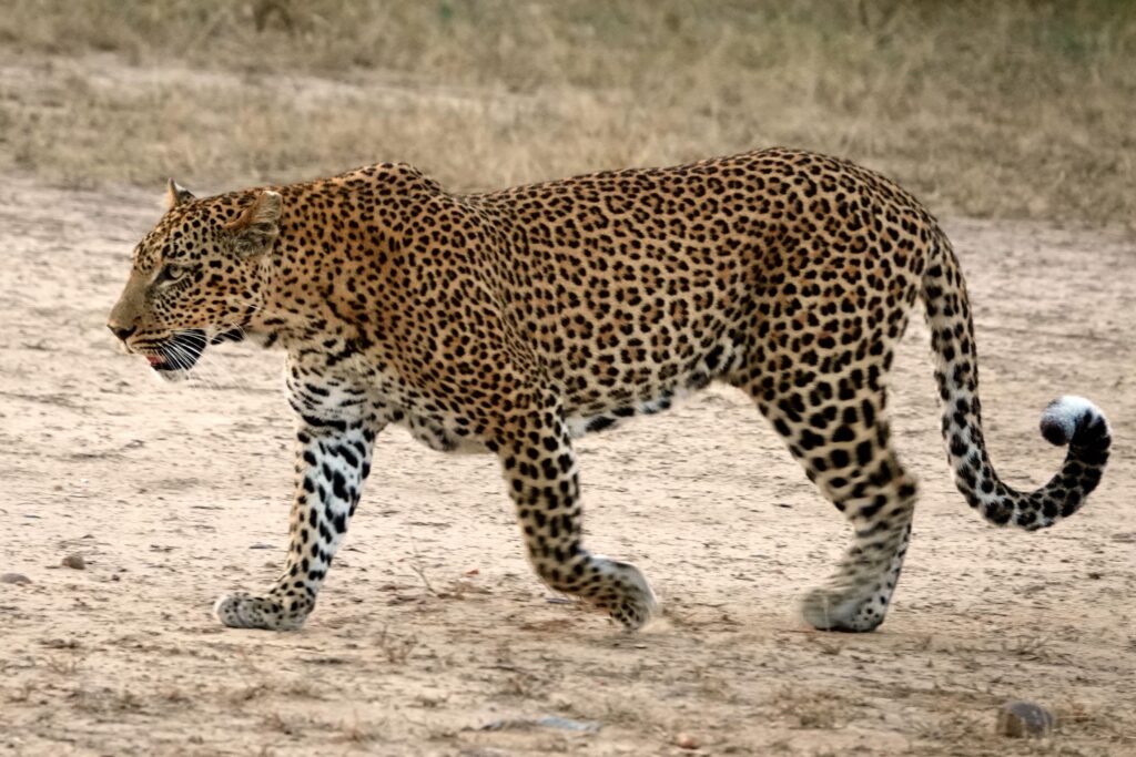 Leopard schreitet majestätisch durch offenes Gelände im South Luangwa Nationalpark"