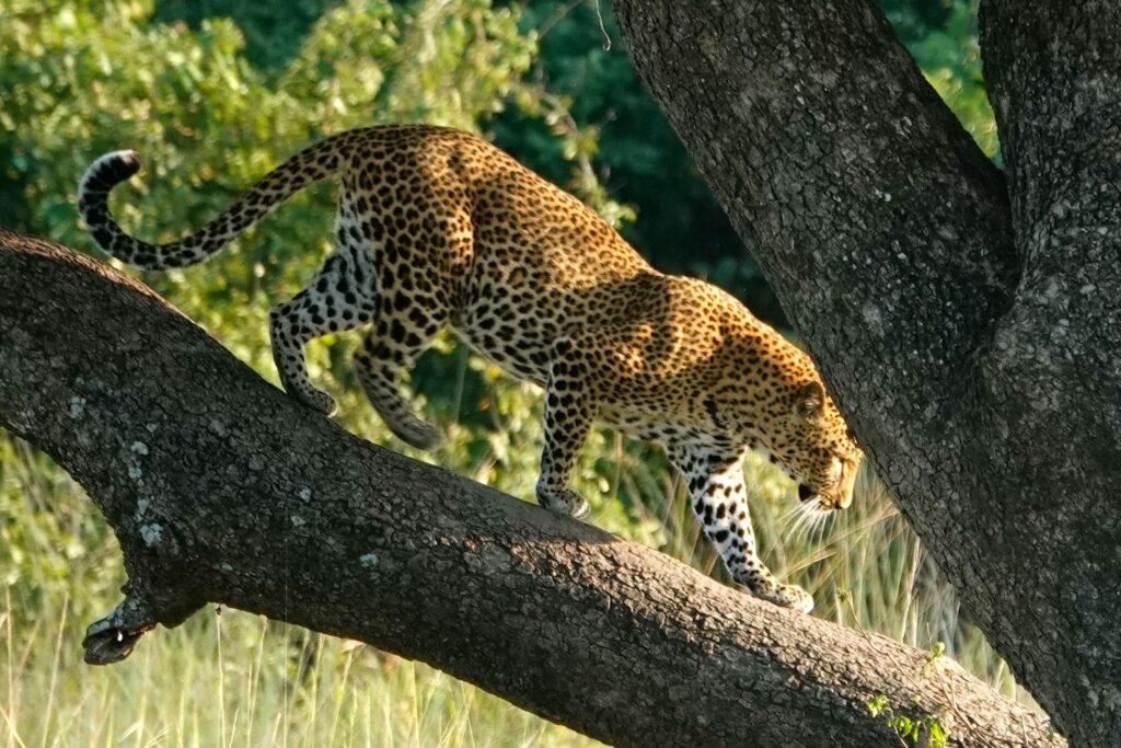 Leopard bewegt sich geschmeidig auf Baumast im South Luangwa Nationalpark