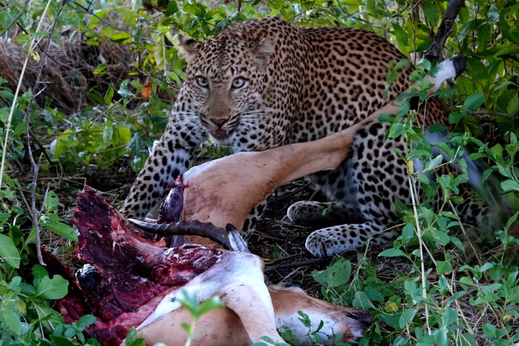 Leopard mit erbeuteter Antilope im South Luangwa Nationalpark Sambia.