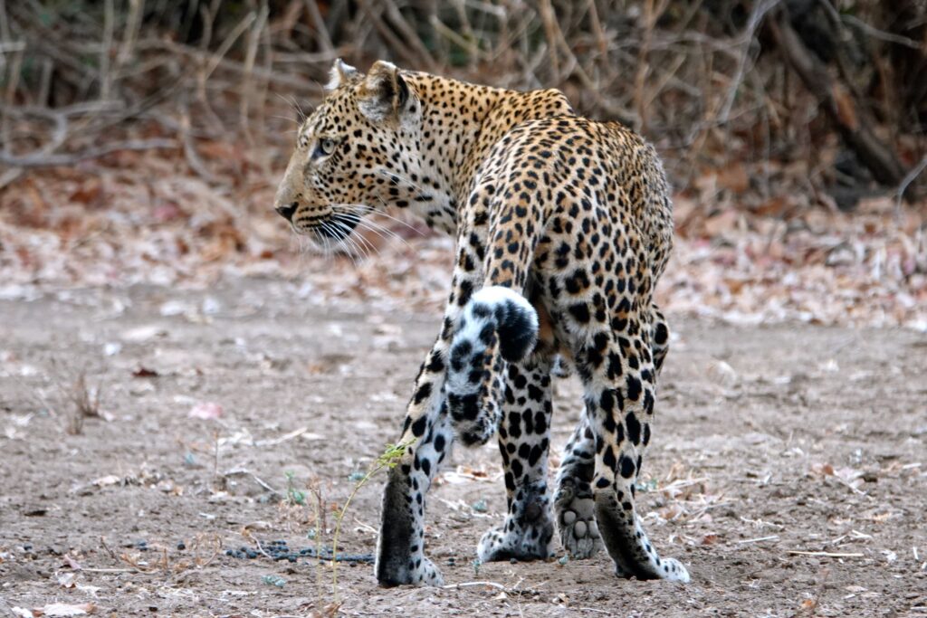 Leopard auf Pirsch in trockener Savanne des South Luangwa Nationalparks.