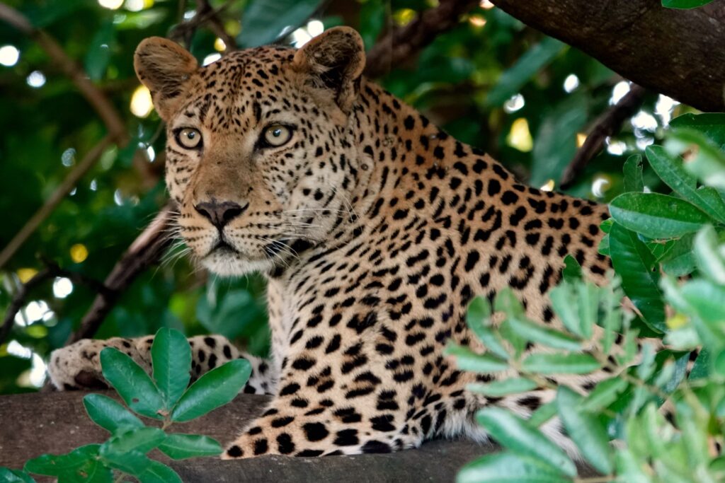 Leopard mit bernsteinfarbenen Augen zwischen Blättern im South Luangwa Nationalpark