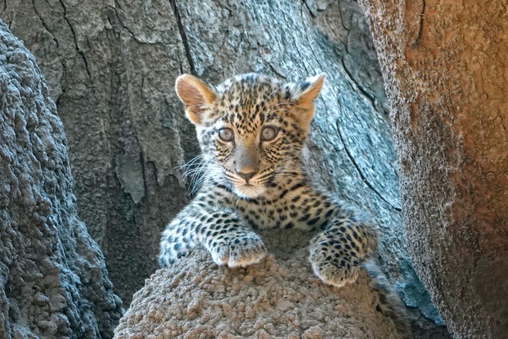 Junger Leopard in Baumhöhle im South Luangwa Nationalpark Sambia
