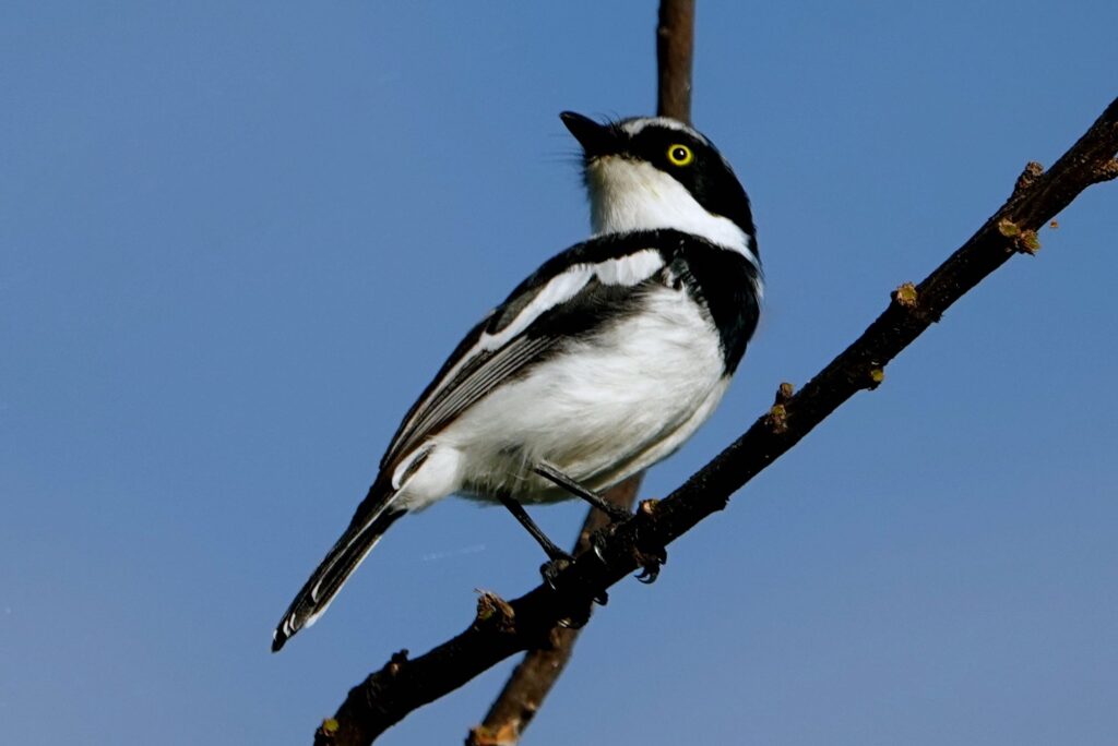 Männlicher Weißflankenschnäpper mit schwarzem Brustband an den Victoriafällen
