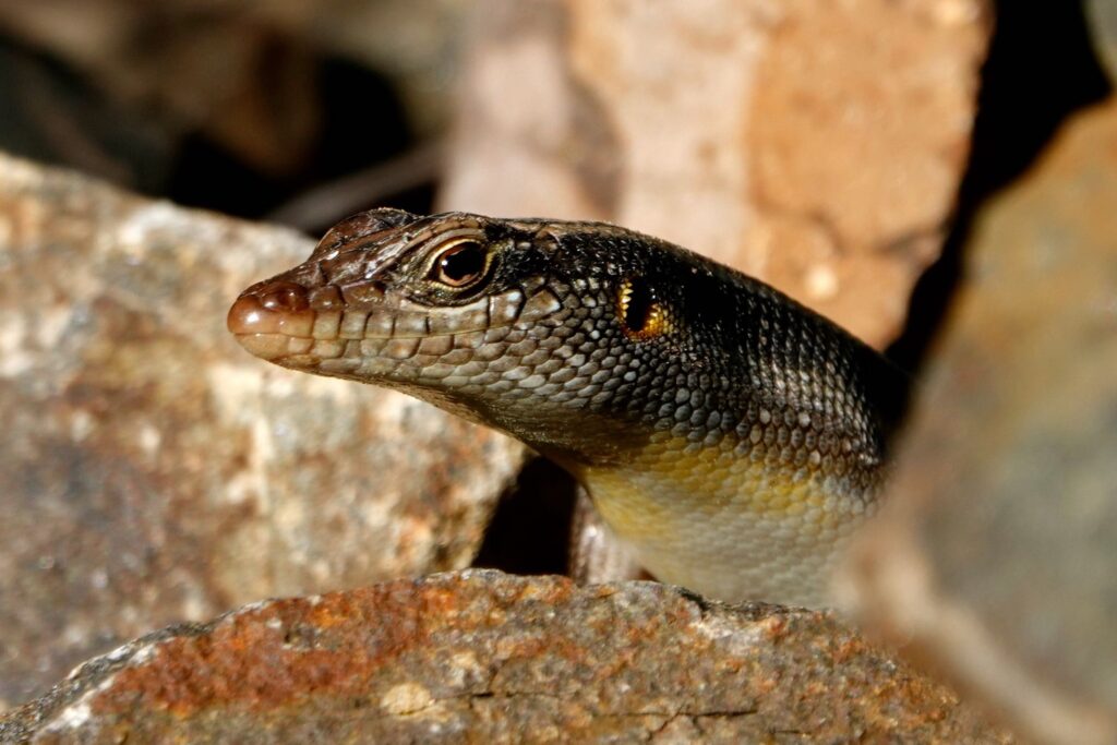 Streifenskink zwischen Felsen an den Victoriafällen in Sambia