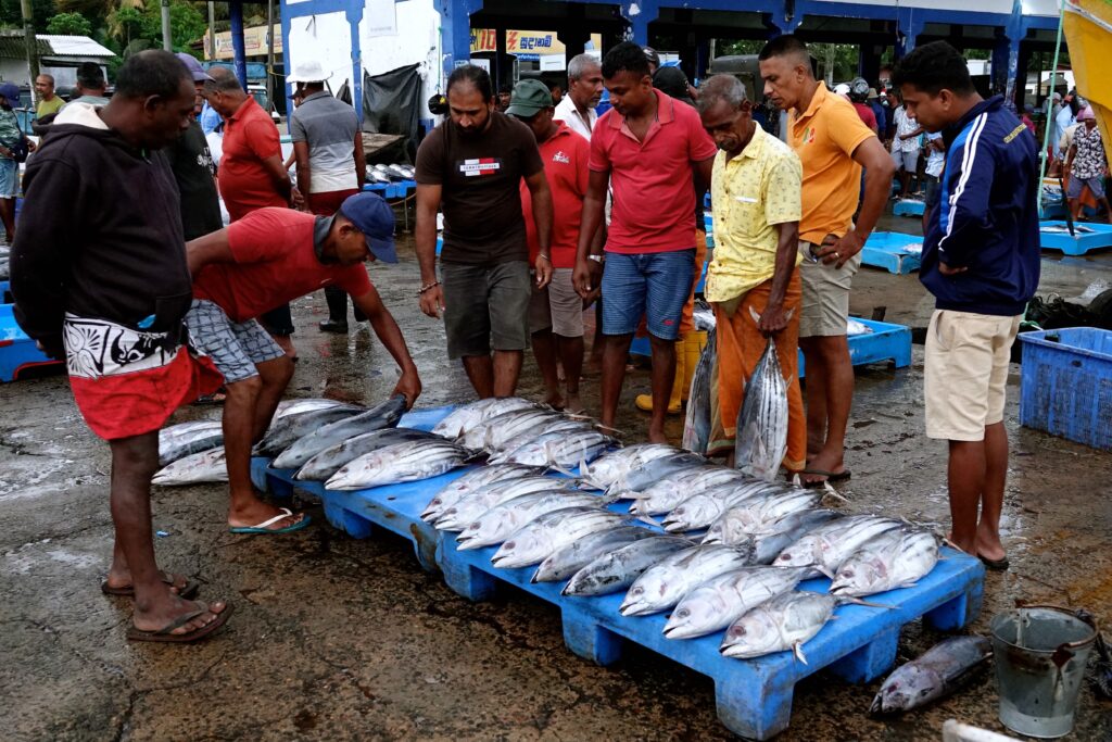 Gruppe von Käufern und Verkäufern begutachtet frische Thunfische auf blauen Paletten auf dem Fischmarkt Beruwala, mehrere Männer stehen im Kreis um den Fang herum