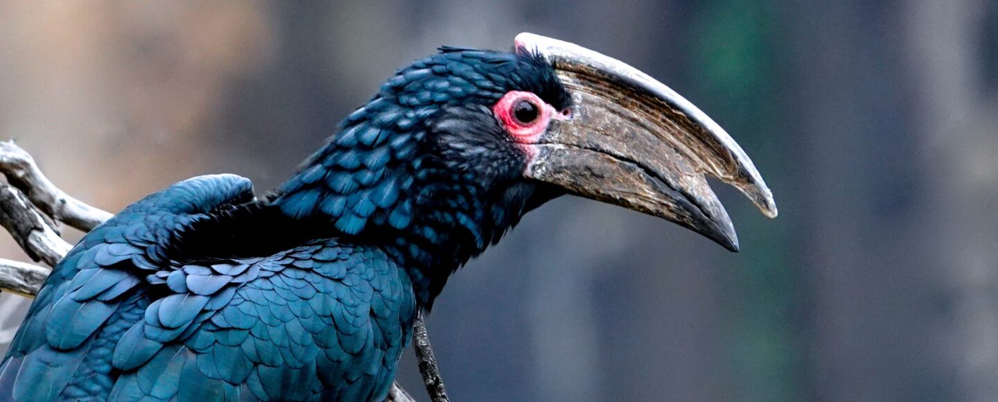 Trompeterhornvogel als Repräsentant der Vogelwelt an den Victoriafällen in Sambia
