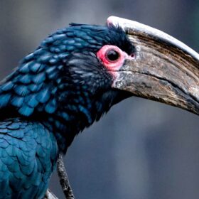 Trompeterhornvogel als Repräsentant der Vogelwelt an den Victoriafällen in Sambia