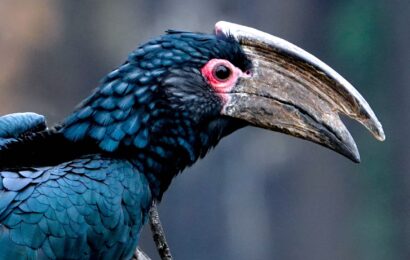 Trompeterhornvogel als Repräsentant der Vogelwelt an den Victoriafällen in Sambia