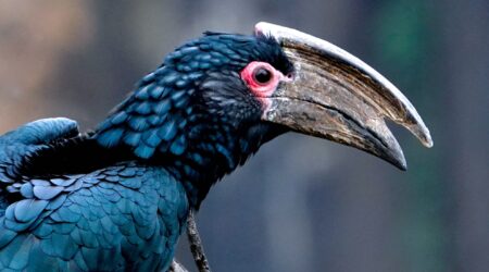 Trompeterhornvogel als Repräsentant der Vogelwelt an den Victoriafällen in Sambia