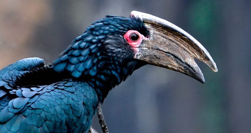 Trompeterhornvogel als Repräsentant der Vogelwelt an den Victoriafällen in Sambia