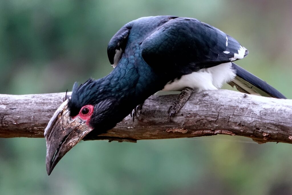 Nahaufnahme eines Trompeterhornvogels mit markanten roten Augen an den Victoriafällen