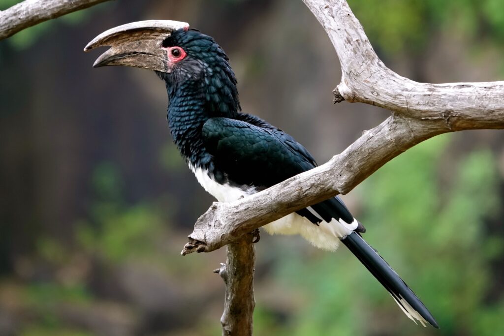 Trompeterhornvogel mit seinem markanten Schnabel an den Victoriafällen in Sambia