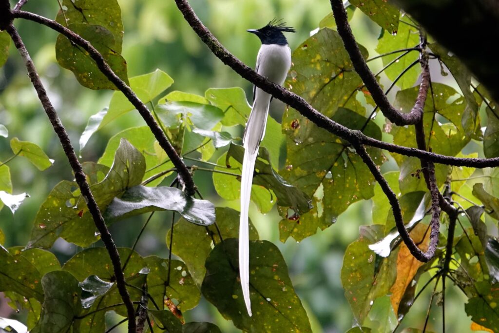 Asiatischer Paradiesschnäpper (Terpsiphone paradisi) mit langen weißen Schwanzfedern