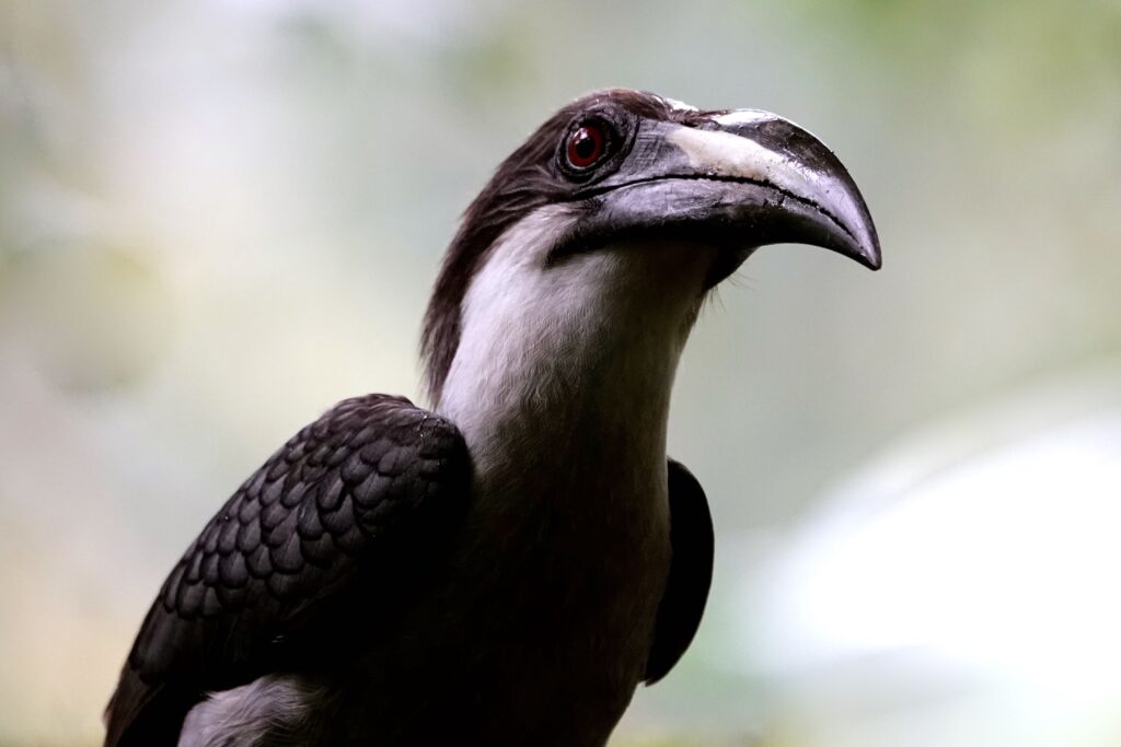 Ceylon-Grautoko (Ocyceros gingalensis) Nashornvogel mit imposantem Schnabel