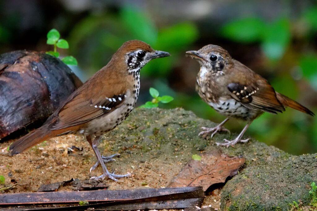 Ceylondrosseln (Geokichla spiloptera) Altvogel mit Jungvogel zeigt Familienleben
