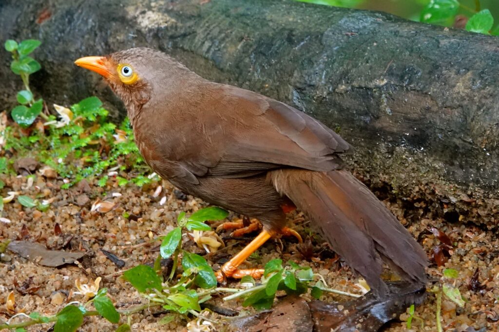 Ceylondrossling (Turdoides rufescens) mit charakteristischem orangem Schnabel am Waldboden