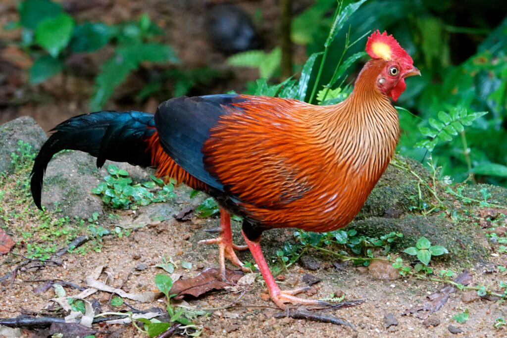 Ceylonhuhn (Gallus lafayettii) Nationalvogel Sri Lanka mit prächtigem Federkleid