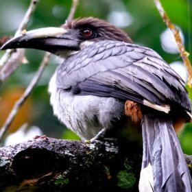 Ceylon-Grautoko Nashornvogel bei Vogelbeobachtung im Sinharaja Forest Sri Lanka