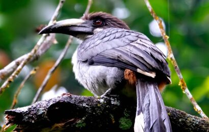 Ceylon-Grautoko Nashornvogel bei Vogelbeobachtung im Sinharaja Forest Sri Lanka