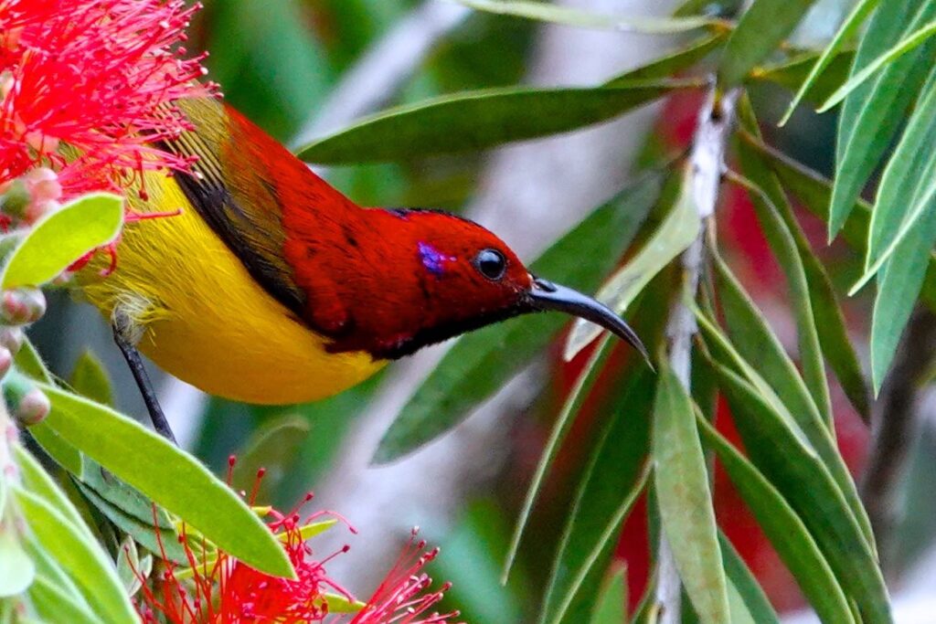 Gouldnektarvogel mit leuchtend gelbem Gefieder und rotem Kopf beim Blütenbesuch