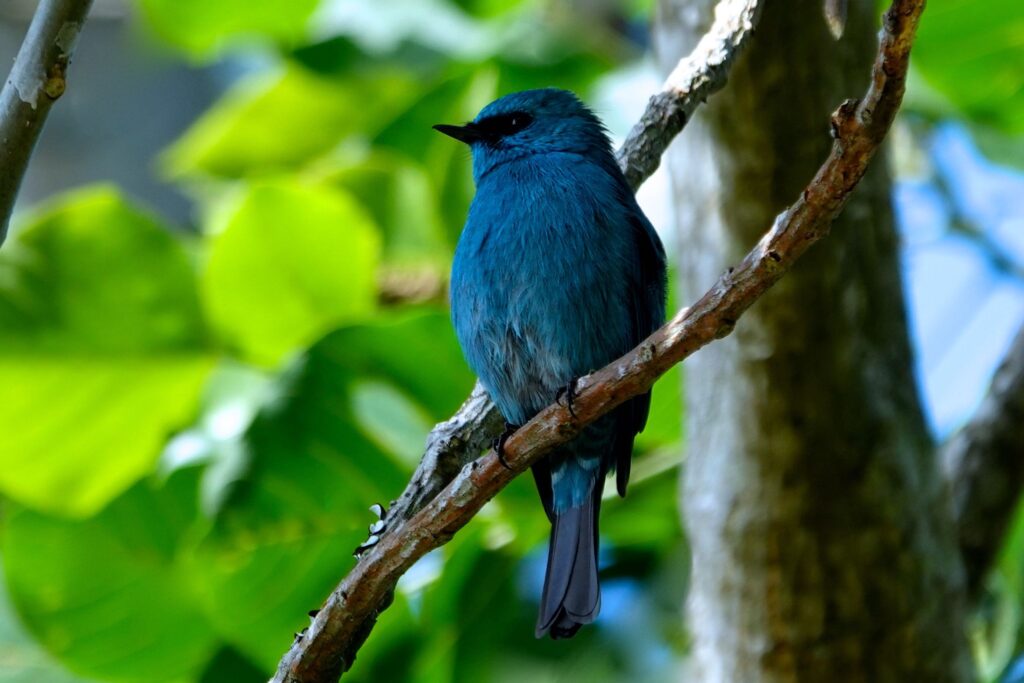 Lazulischnäpper mit türkisblauem Gefieder auf Ast im Bergwald von Đà Lạt