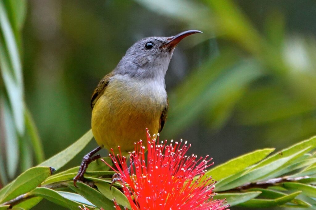 Nektarvogel-Weibchen trinkt Nektar aus leuchtend roter Blüte im vietnamesischen Bergwald