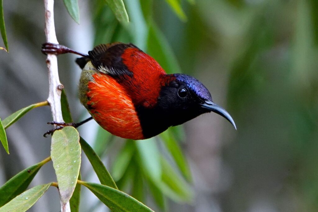 Schwarzkehl-Nektarvogel in dynamischer Pose zwischen grünen Blättern mit karminroter Brust und schwarzem Kopf