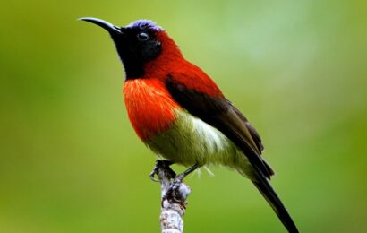 Schwarzkehl-Nektarvogel mit leuchtend karminroter Brust und metallisch schwarzem Kopf auf Ast vor grünem Hintergrund